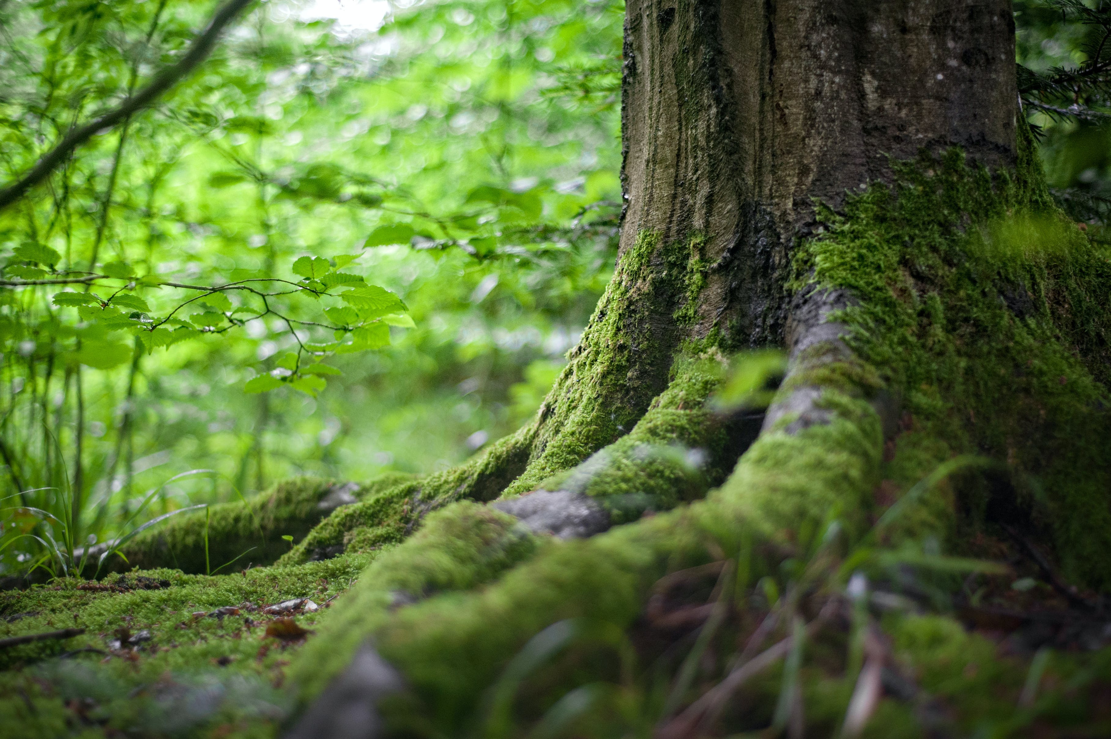 Carte biodégradable : la solution écologique pour un avenir durable.